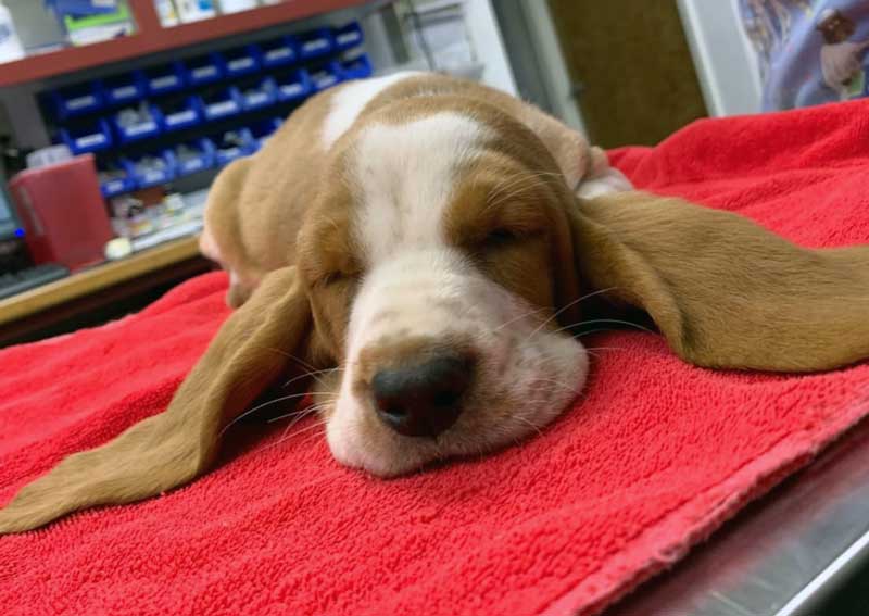 Carousel Slide 6: Puppy wellness care