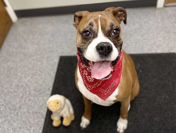 Preventive Care for Dogs